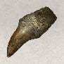 All Platform - Specialized Materials (Sea Monsters Materials)-Tylosaurus Tooth