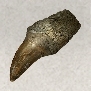 Tylosaurus Tooth